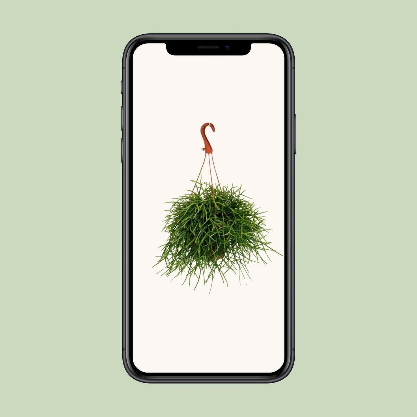 Rhipsalis Pulchra Hangplant - ↕45cm - Ø17 - Sierplantenshop