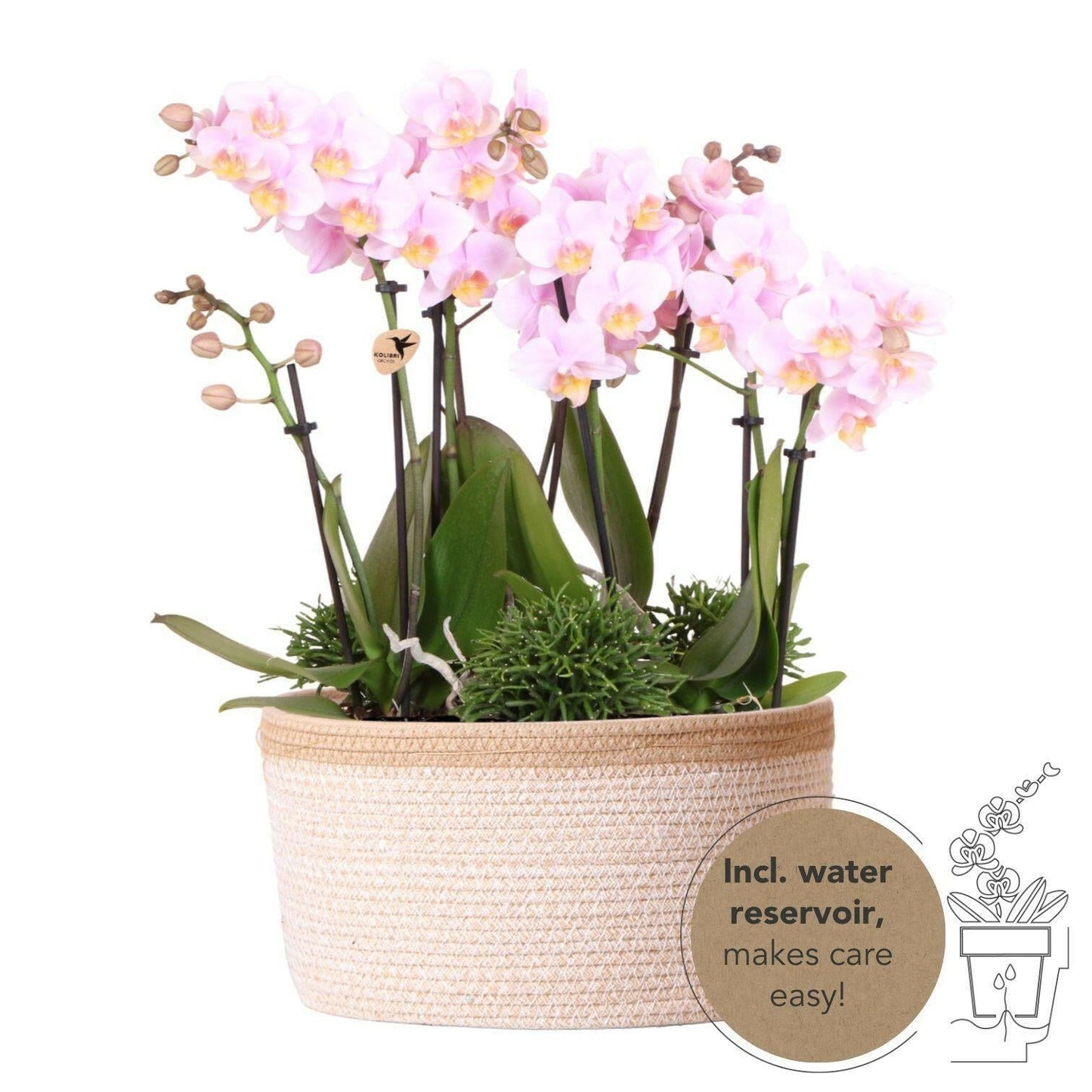Roze Phalaenopsis Orchideeën Set - Andorra in Cotton Basket met Waterreservoir - ↕35cm - Ø9 - Sierplantenshop