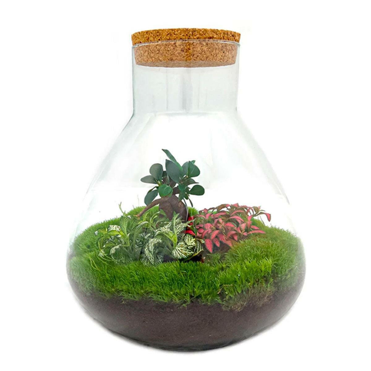 Sam XL Bonsai - DIY Terrarium - 32 cm hoog - Ø32 - Sierplantenshop