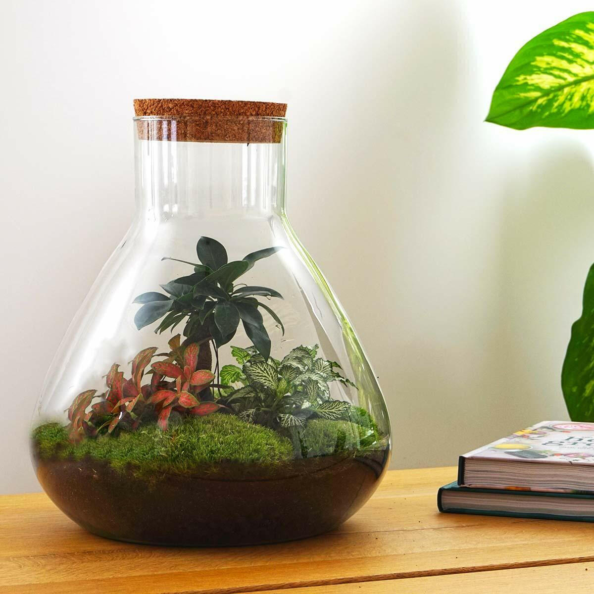 Sam XL Bonsai - DIY Terrarium - 32 cm hoog - Ø32 - Sierplantenshop