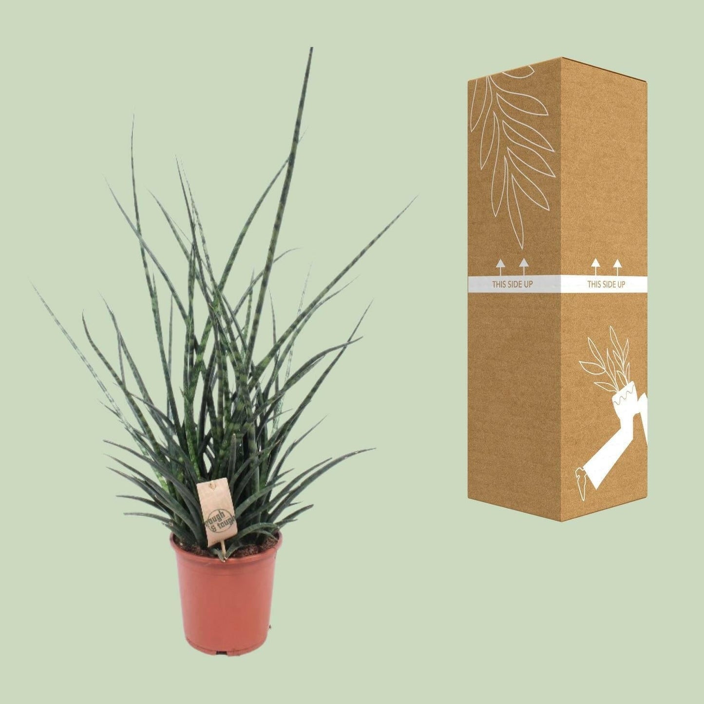 Sansevieria Fernwood Punk - ↕65cm - Ø17 - Sierplantenshop