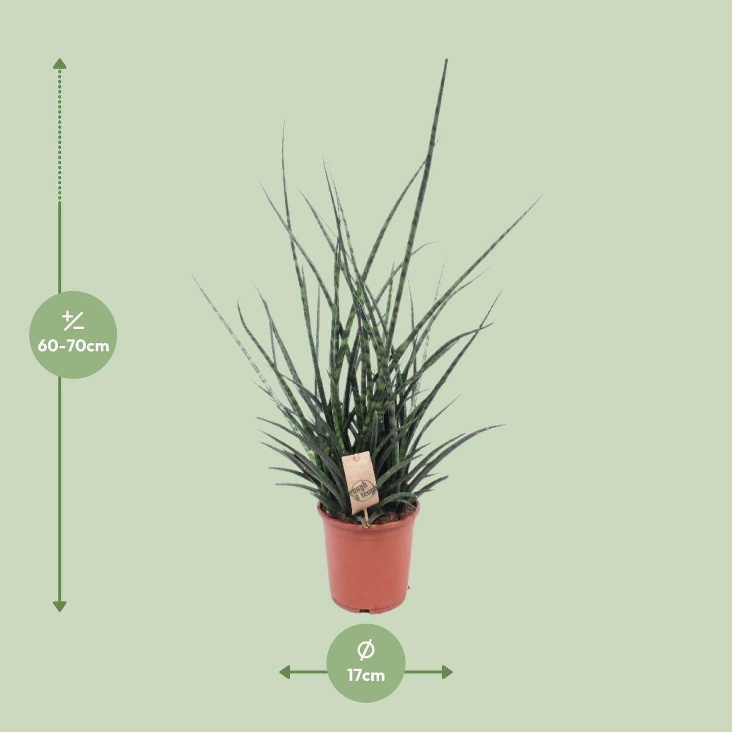 Sansevieria Fernwood Punk - ↕65cm - Ø17 - Sierplantenshop