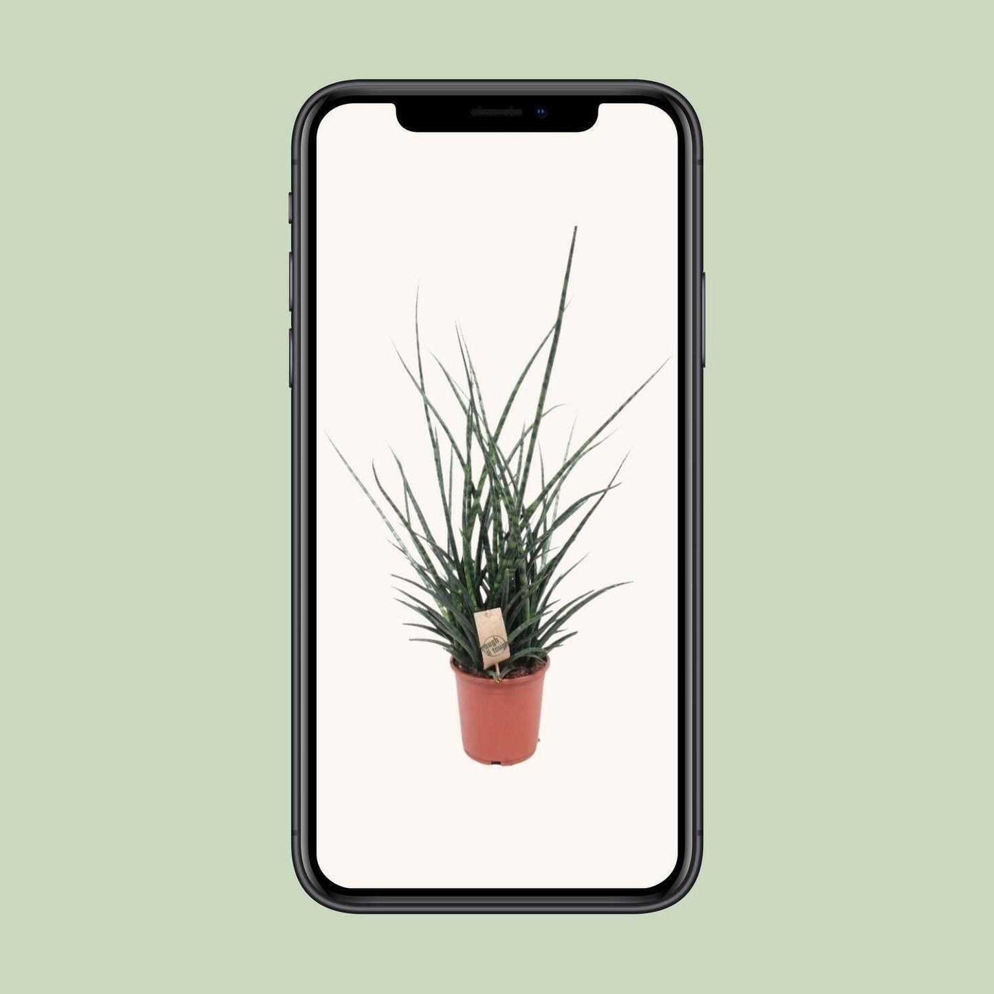 Sansevieria Fernwood Punk - ↕65cm - Ø17 - Sierplantenshop