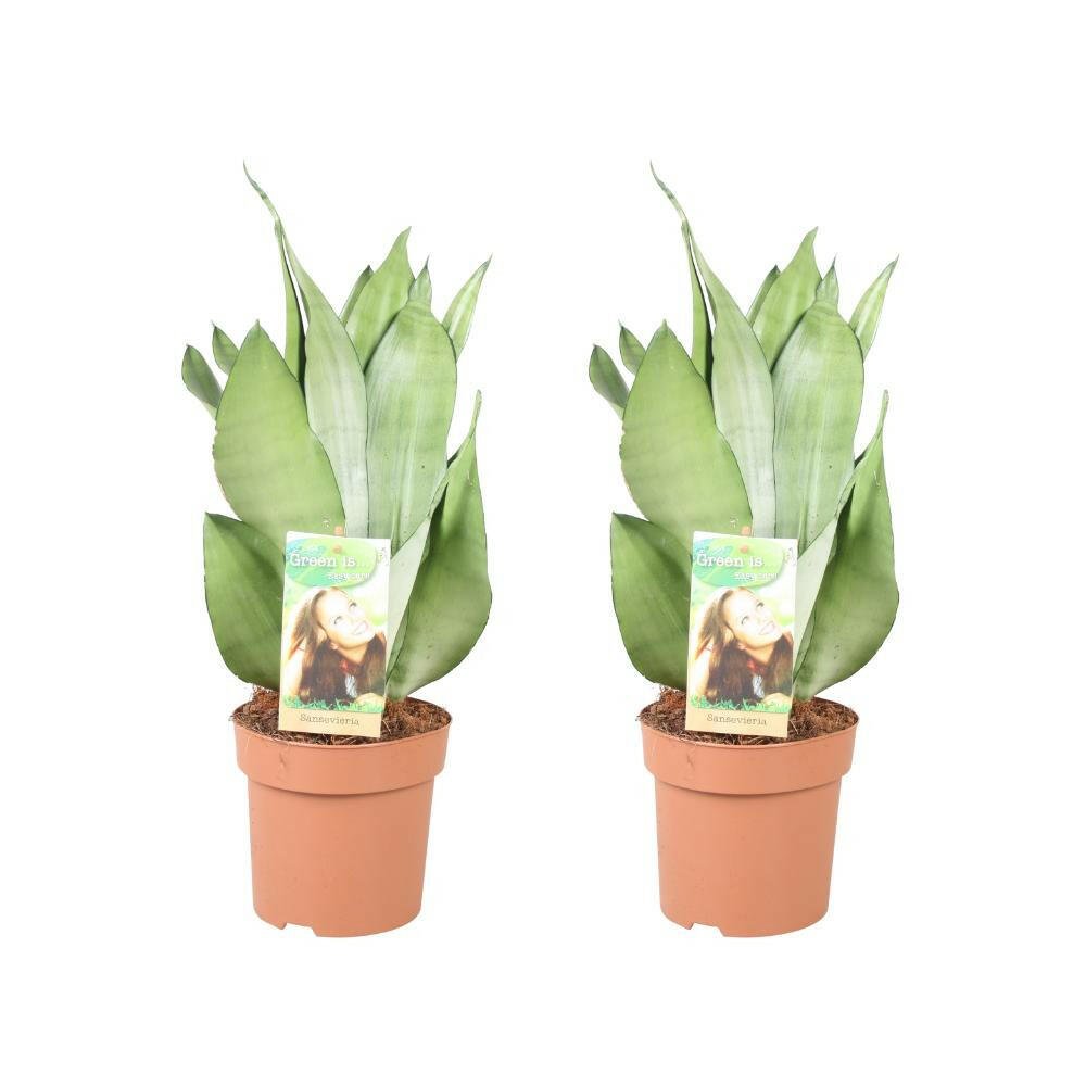 Sansevieria Moonshine - Set van 2 - ↕45cm - Ø14 - Sierplantenshop
