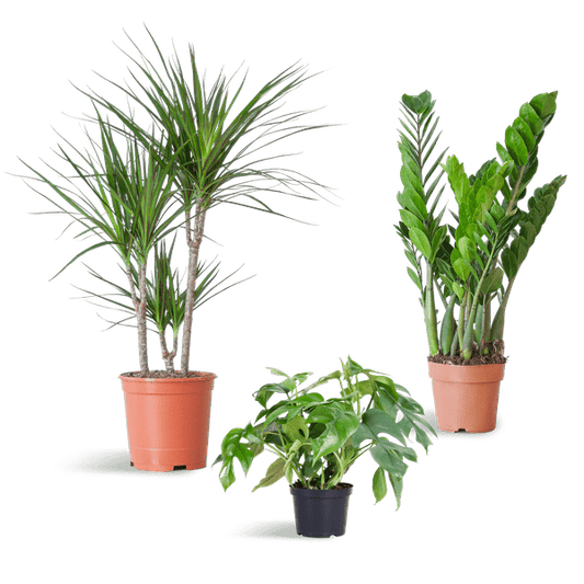 Schaduw Plantenbox - medium - zonder sierpot - ↕55cm - Ø14 - Sierplantenshop