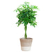 Schefflera Arab Nora in Elegante Witte Lissabon Mand - ↕80cm - Ø19 - Sierplantenshop