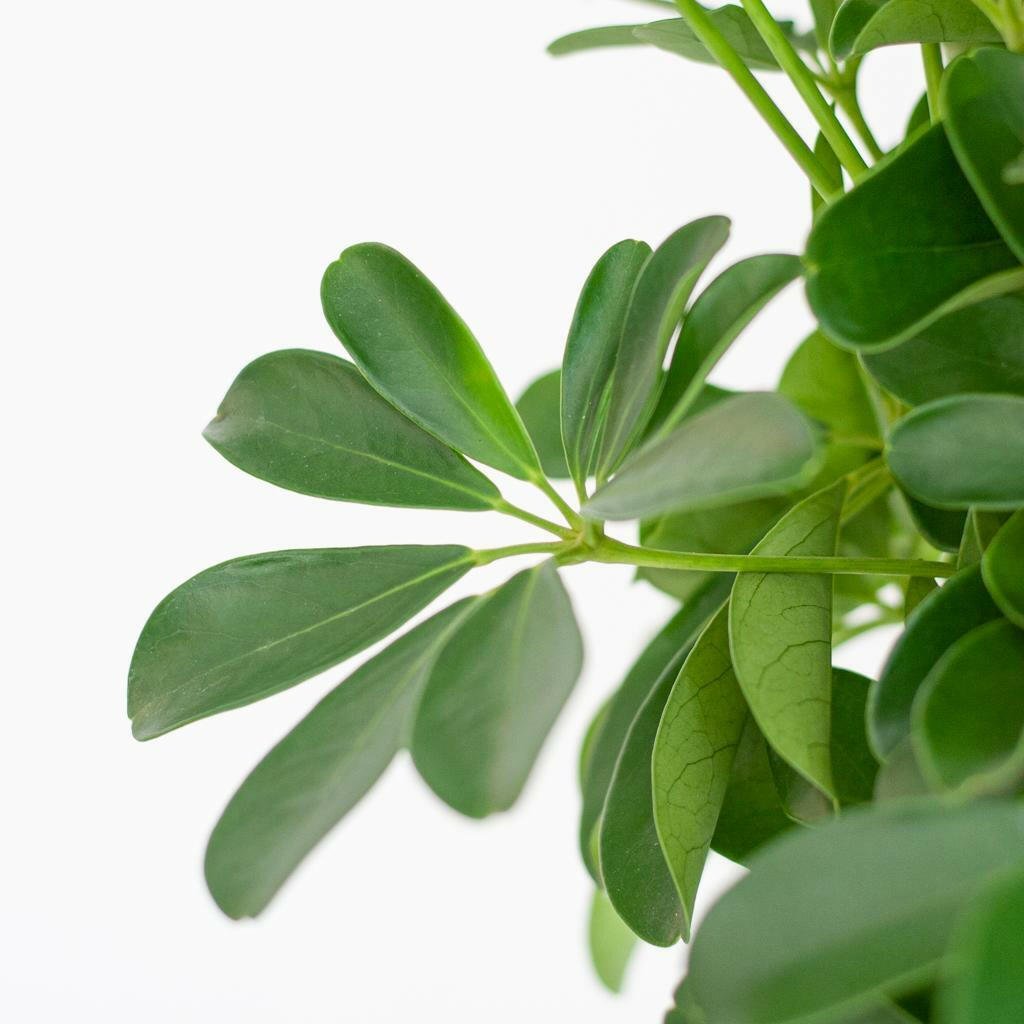 Schefflera Arab Nora in Elegante Witte Lissabon Mand - ↕80cm - Ø19 - Sierplantenshop