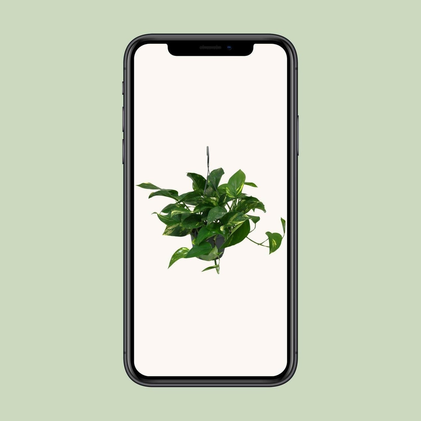 Scindapsus Epipremnum - ↕45cm - Ø14 - Sierplantenshop