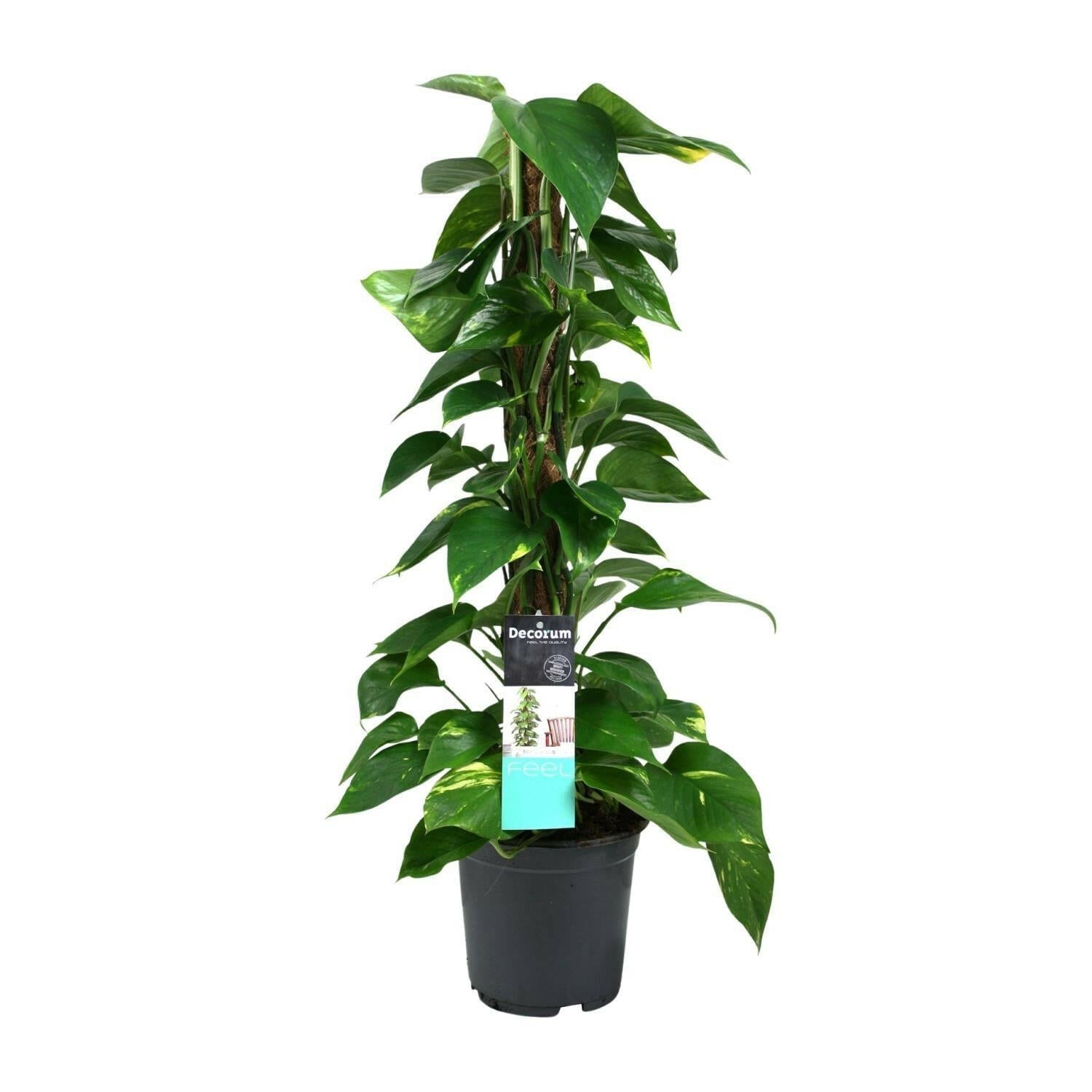 Scindapsus (Epipremnum) - ↕80cm - Ø19 - Sierplantenshop