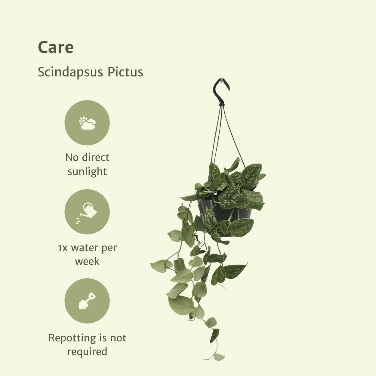 Scindapsus Pictus Set van 2 Planten - ↕20cm - Ø14 - Sierplantenshop