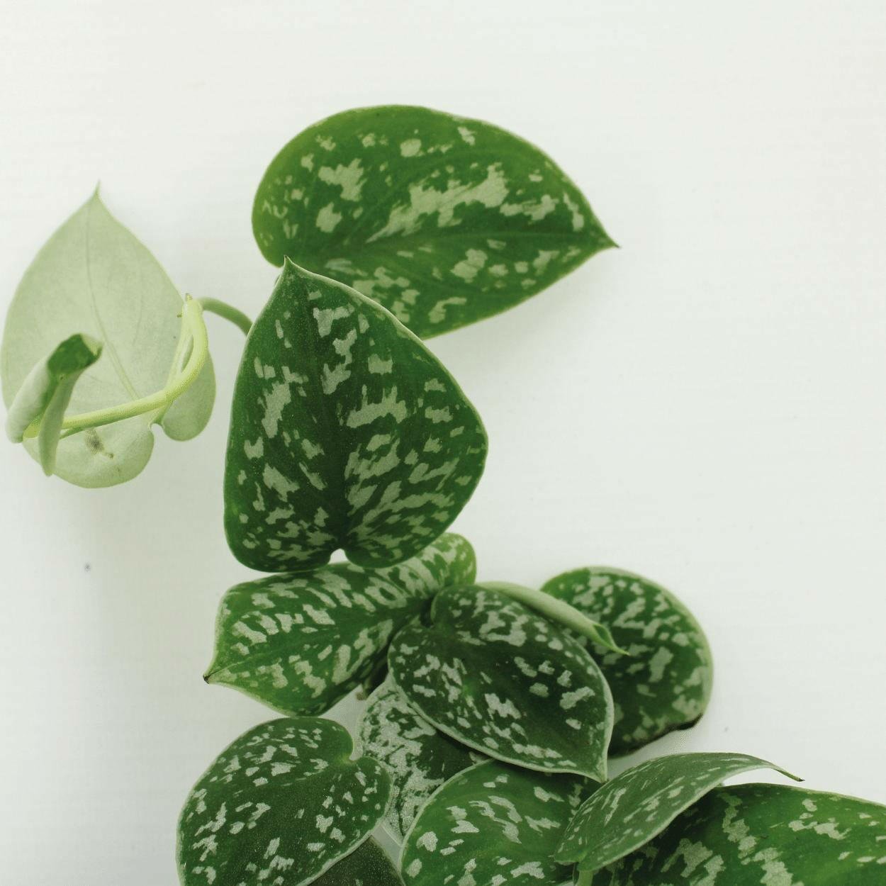 Scindapsus Pictus Set van 2 Planten - ↕20cm - Ø14 - Sierplantenshop