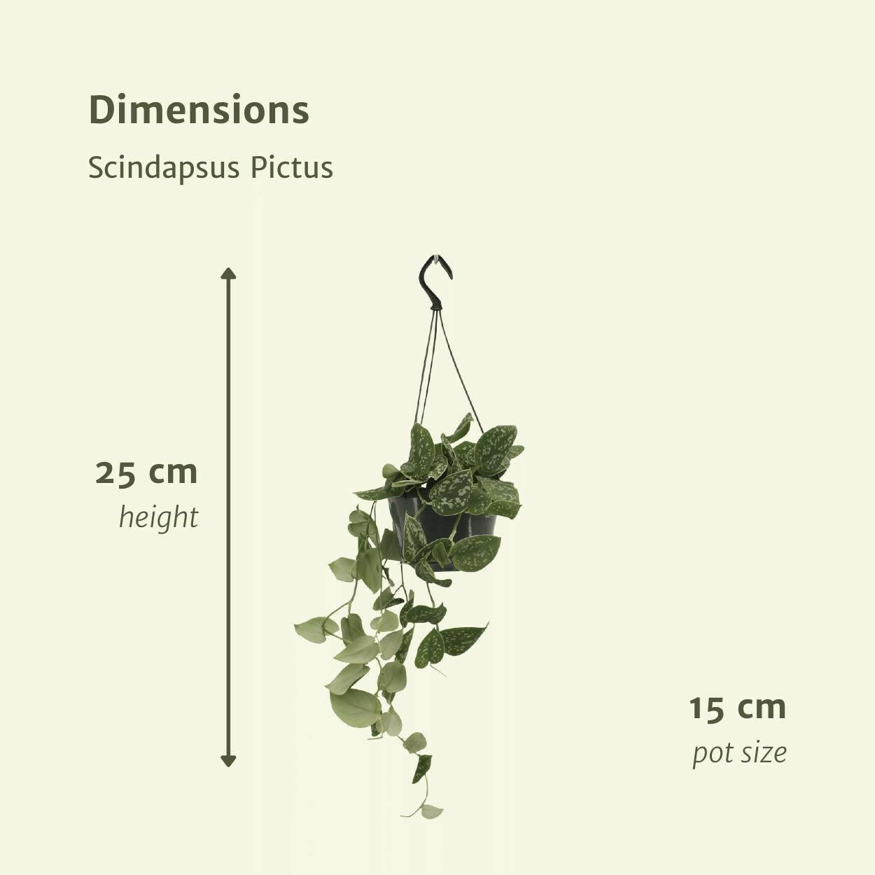 Scindapsus Pictus Set van 2 Planten - ↕20cm - Ø14 - Sierplantenshop