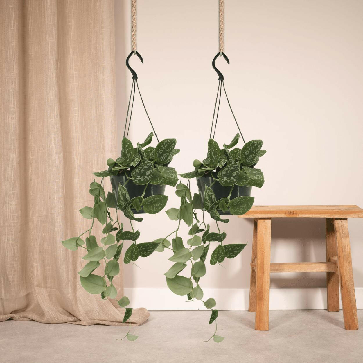 Scindapsus Pictus Set van 2 Planten - ↕20cm - Ø14 - Sierplantenshop