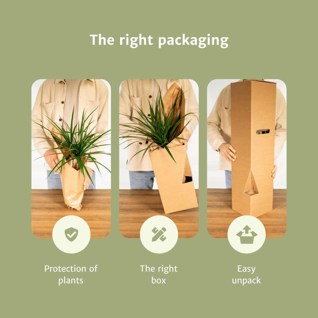 Scindapsus Pictus Set van 2 Planten - ↕20cm - Ø14 - Sierplantenshop