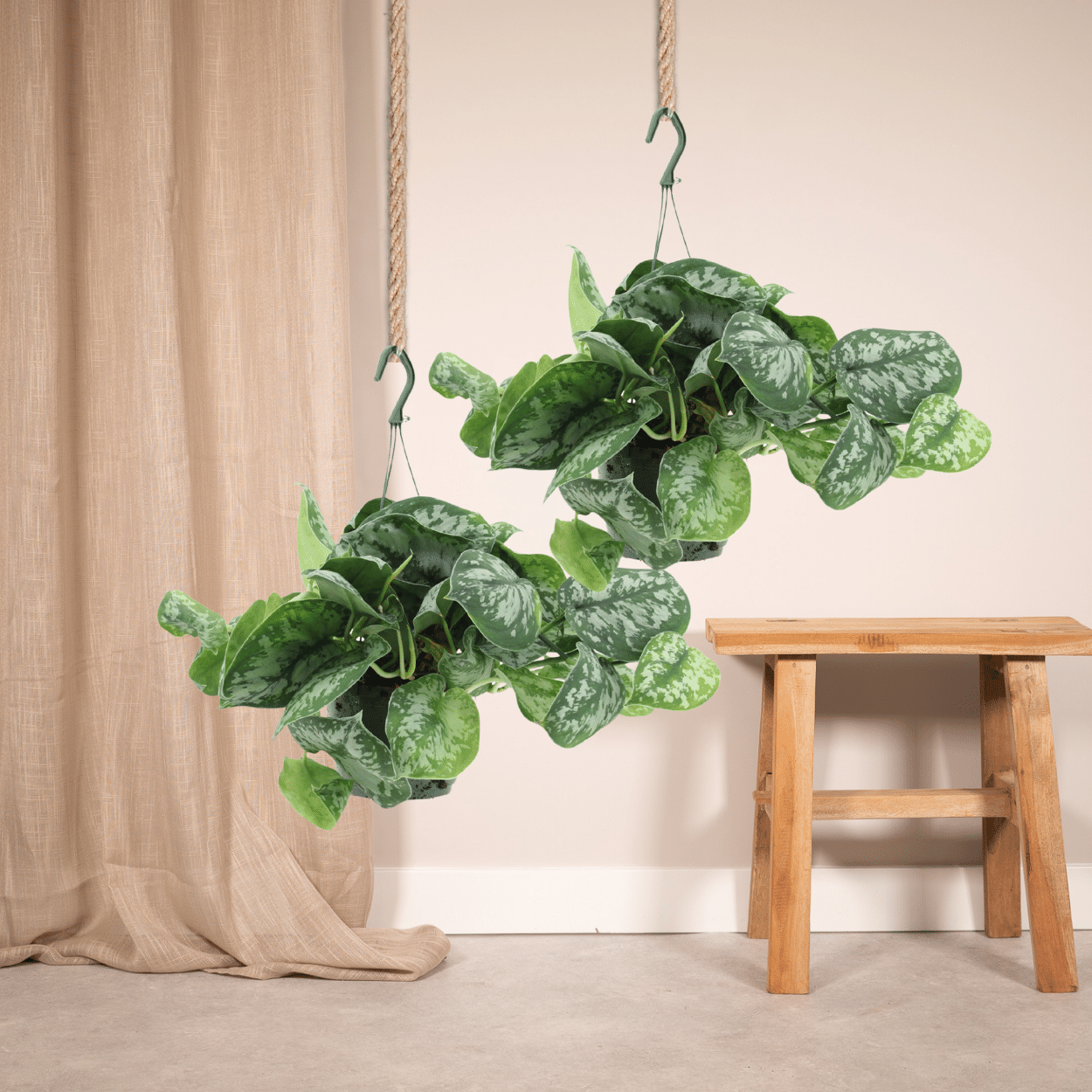 Scindapsus Pictus Trebie (Epipremnum) - 2 stuks - Ø15cm - ↕25cm - Sierplantenshop