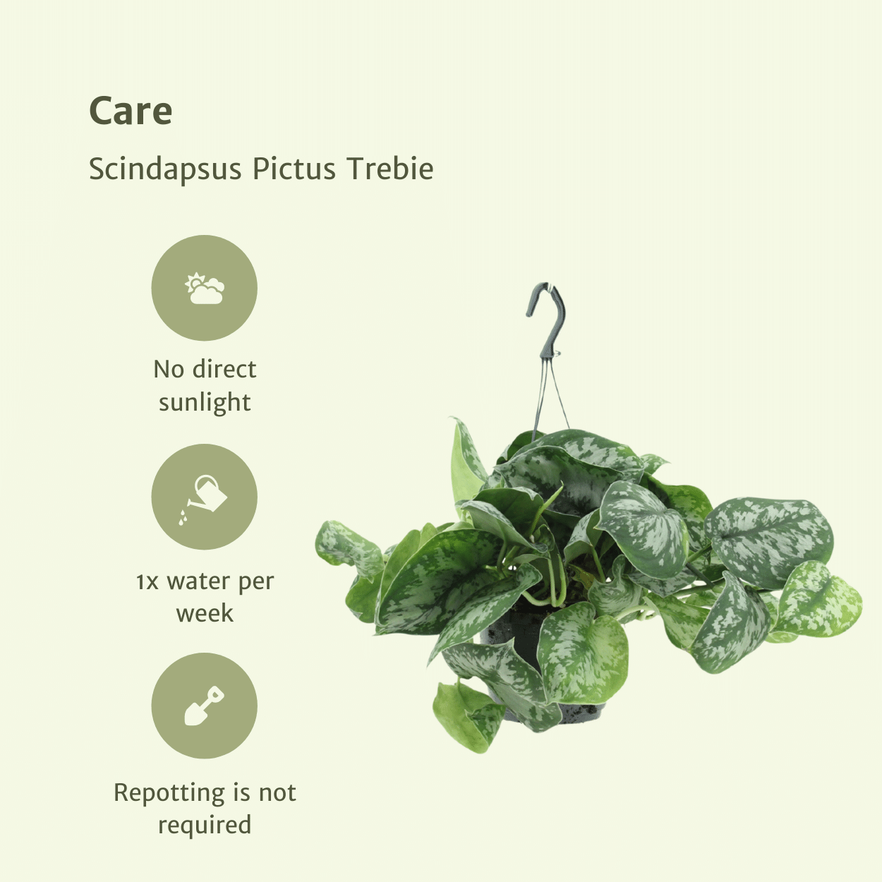 Scindapsus Pictus Trebie (Epipremnum) - 2 stuks - Ø15cm - ↕25cm - Sierplantenshop