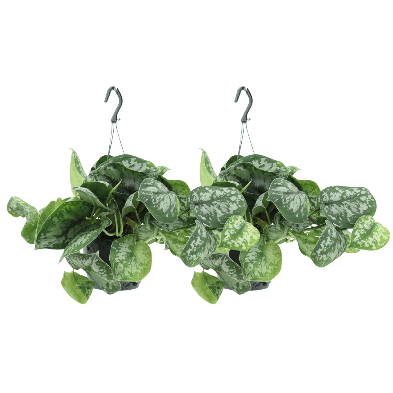 Scindapsus Pictus Trebie (Epipremnum) - 2 stuks - Ø15cm - ↕25cm - Sierplantenshop
