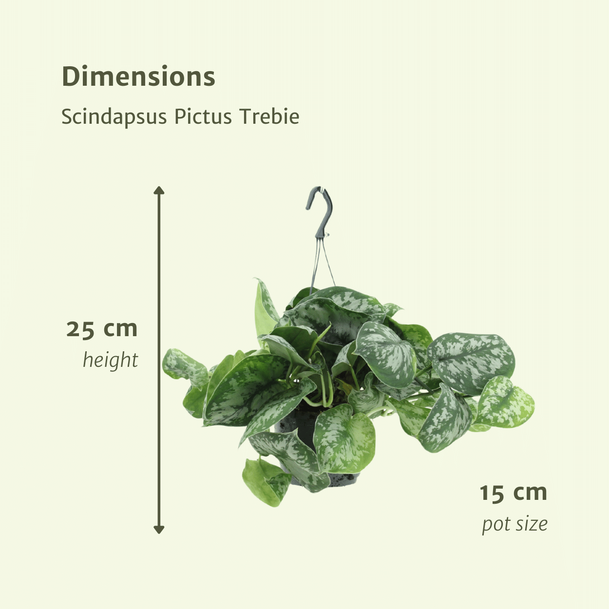 Scindapsus Pictus Trebie (Epipremnum) - 2 stuks - Ø15cm - ↕25cm - Sierplantenshop