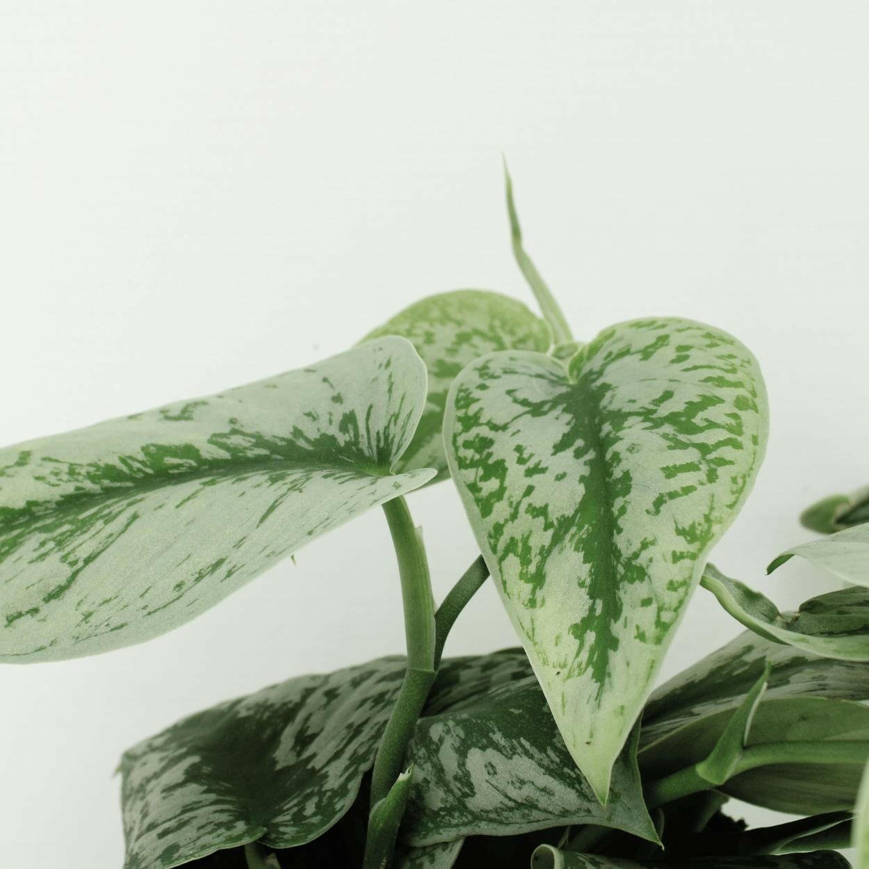 Scindapsus Pictus Trebie Set van 2 - ↕15cm - Ø12 - Sierplantenshop