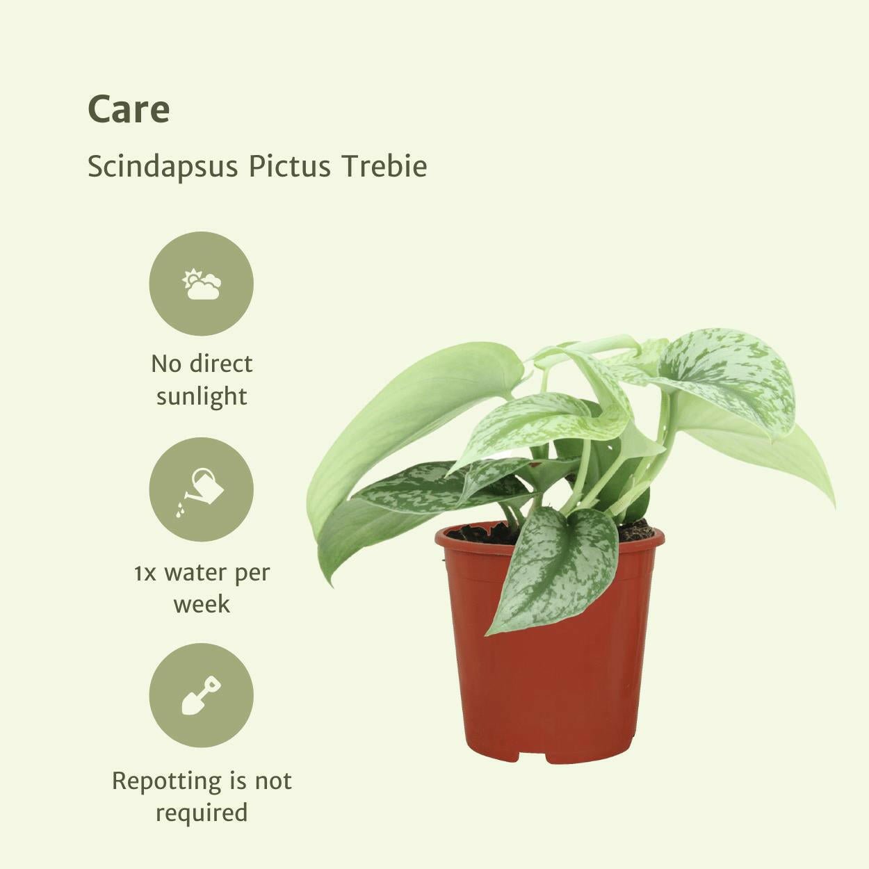 Scindapsus Pictus Trebie Set van 2 - ↕15cm - Ø12 - Sierplantenshop