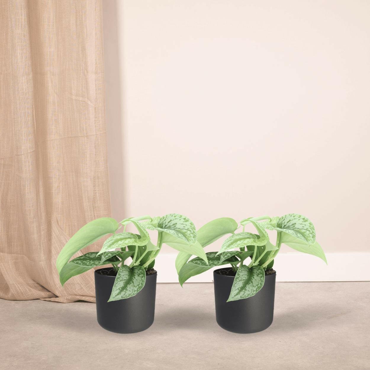 Scindapsus Pictus Trebie Set van 2 - ↕15cm - Ø12 - Sierplantenshop
