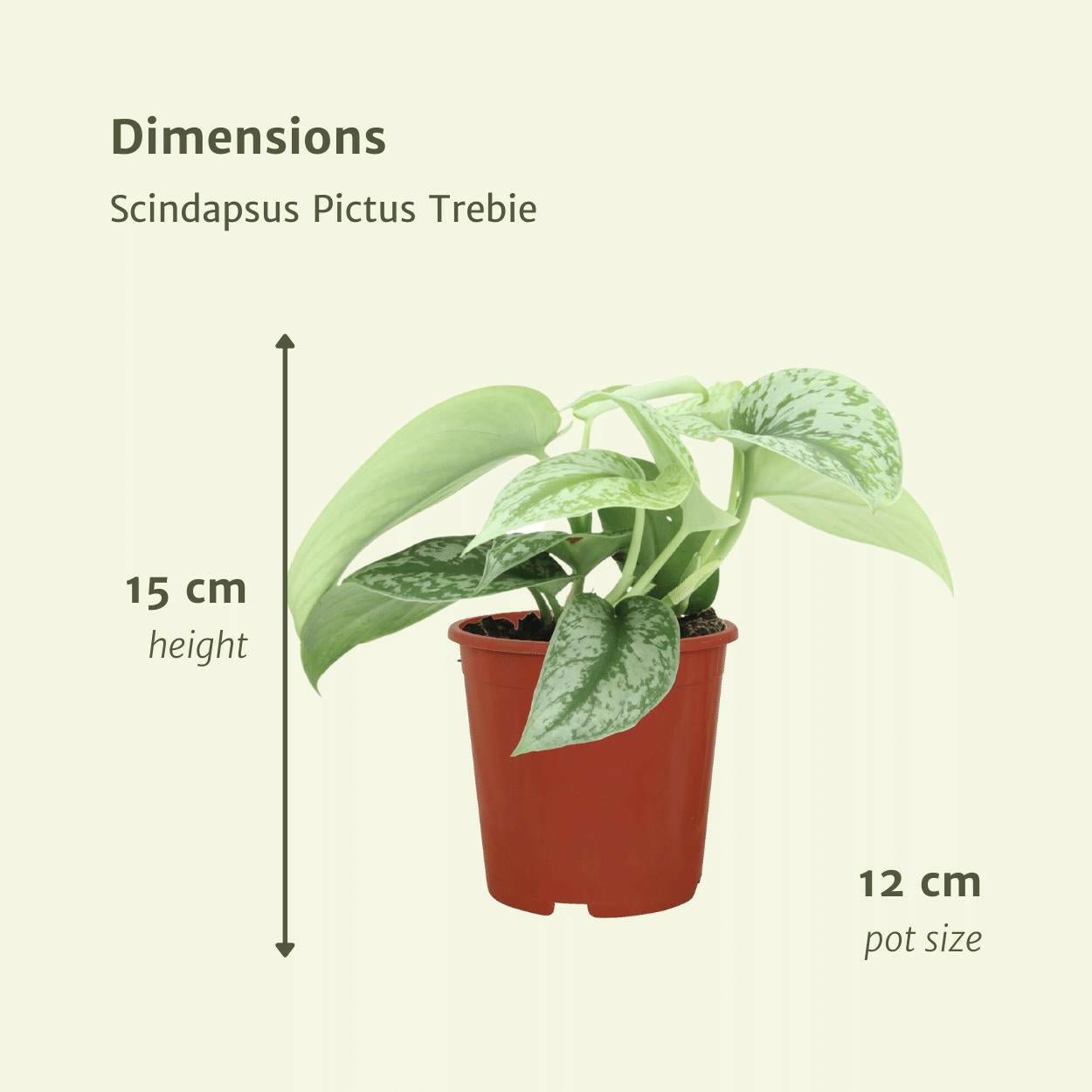 Scindapsus Pictus Trebie Set van 2 - ↕15cm - Ø12 - Sierplantenshop