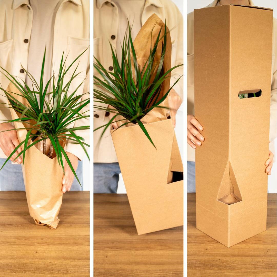 Set van 4 Tuinkruiden - ↕20cm - Ø14 - Sierplantenshop