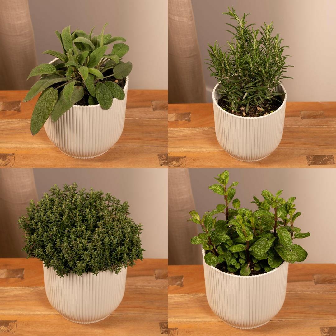 Set van 4 Tuinkruiden - ↕20cm - Ø14 - Sierplantenshop