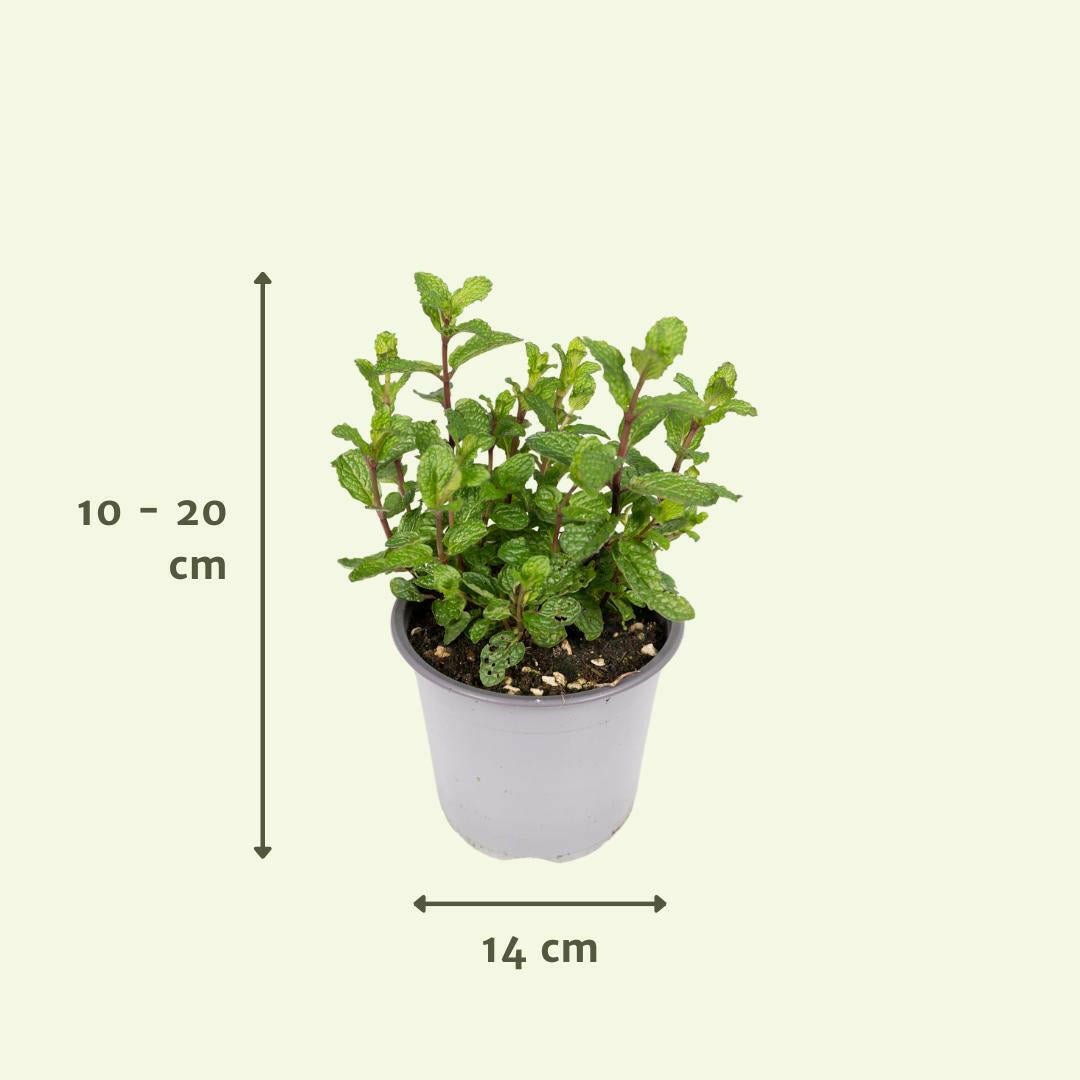 Set van 4 Tuinkruiden - ↕20cm - Ø14 - Sierplantenshop