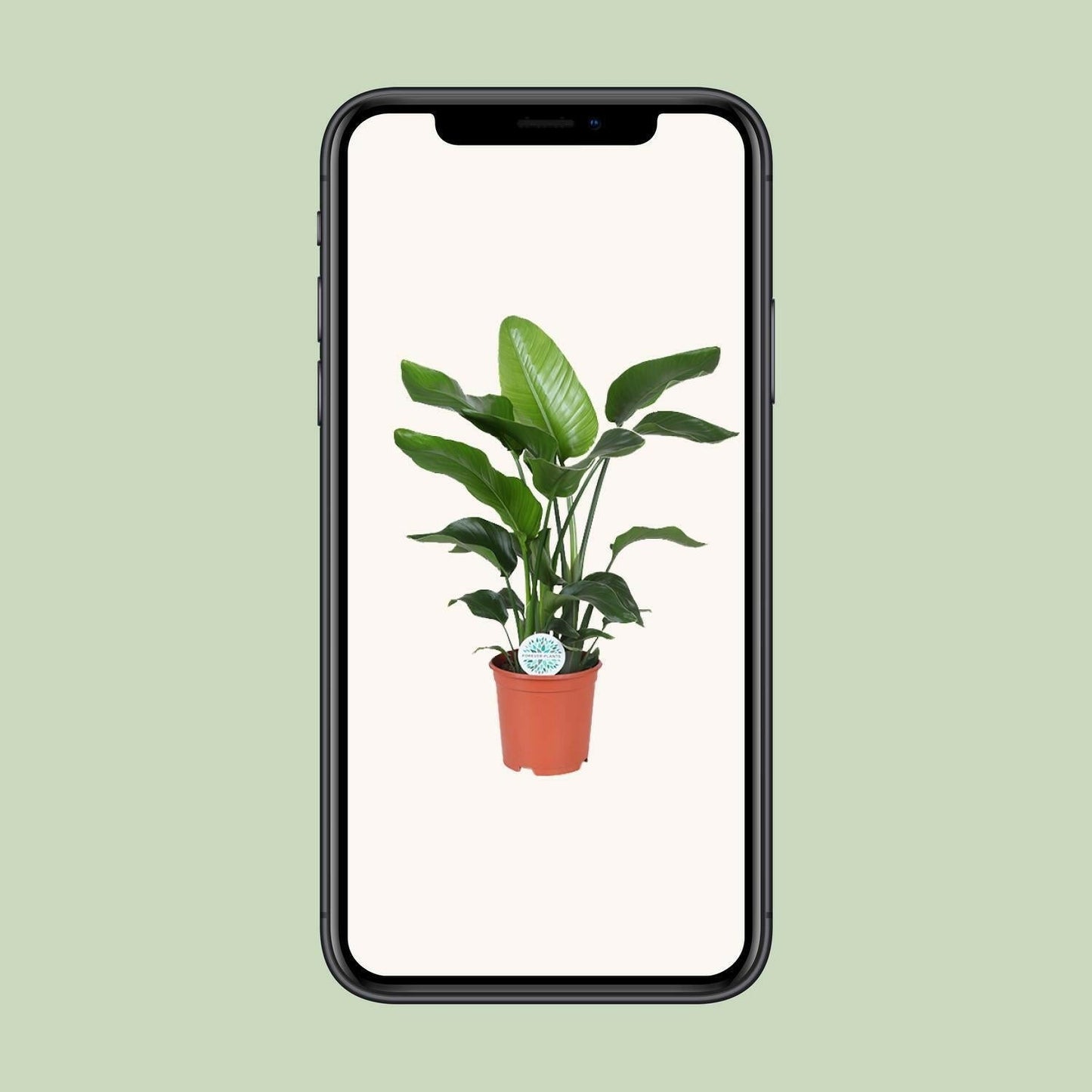 Strelitzia Nicolai - ↕80cm - Ø21 - Sierplantenshop