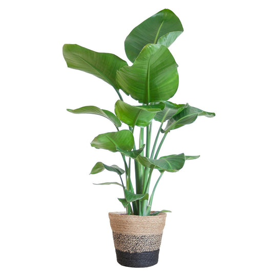 Strelitzia Nicolai in Stijlvolle Zwarte Lissabon Mand - ↕80cm - Ø19 - Sierplantenshop