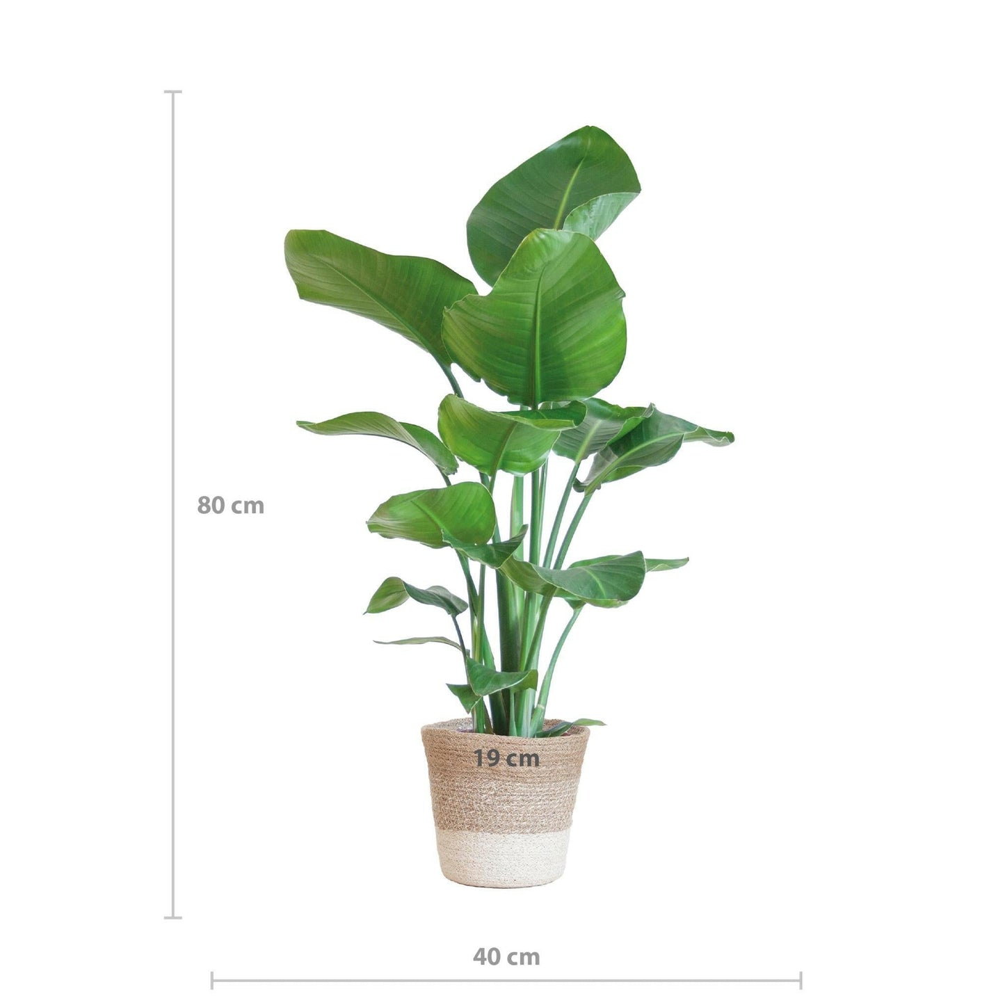 Strelitzia Nicolai met Lissabon mand wit - ↕80cm - Ø19 - Sierplantenshop