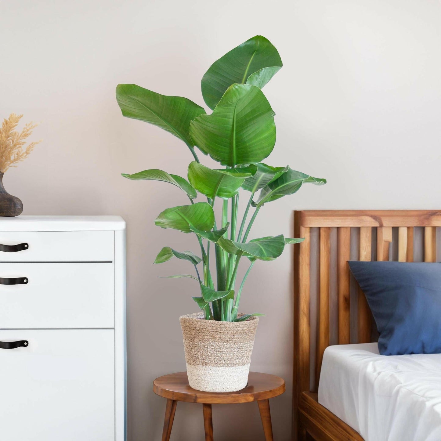 Strelitzia Nicolai met Lissabon mand wit - ↕80cm - Ø19 - Sierplantenshop