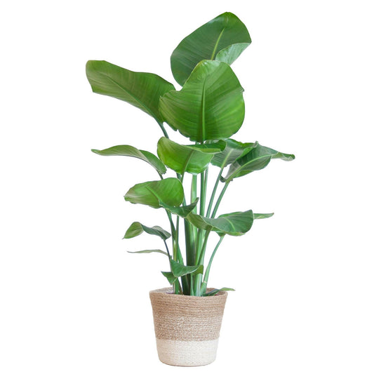 Strelitzia Nicolai met Lissabon mand wit - ↕80cm - Ø19 - Sierplantenshop