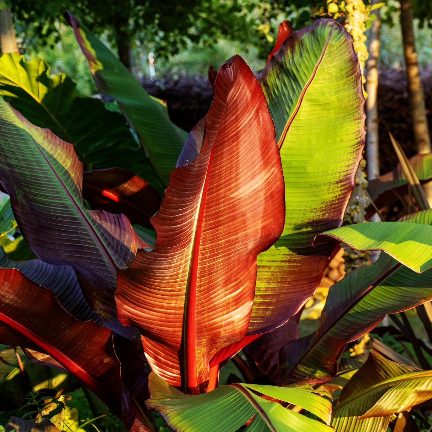Green boutiQ - Fruitplant - Bananen plant - Ensete ventricosum Maurelli - Winterhard - 2 planten - Pot 12cm Hoogte 30cm