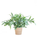 Phlebodium Aureum 'Blue Star' met Mand Sofia naturel - 40cm - Ø17