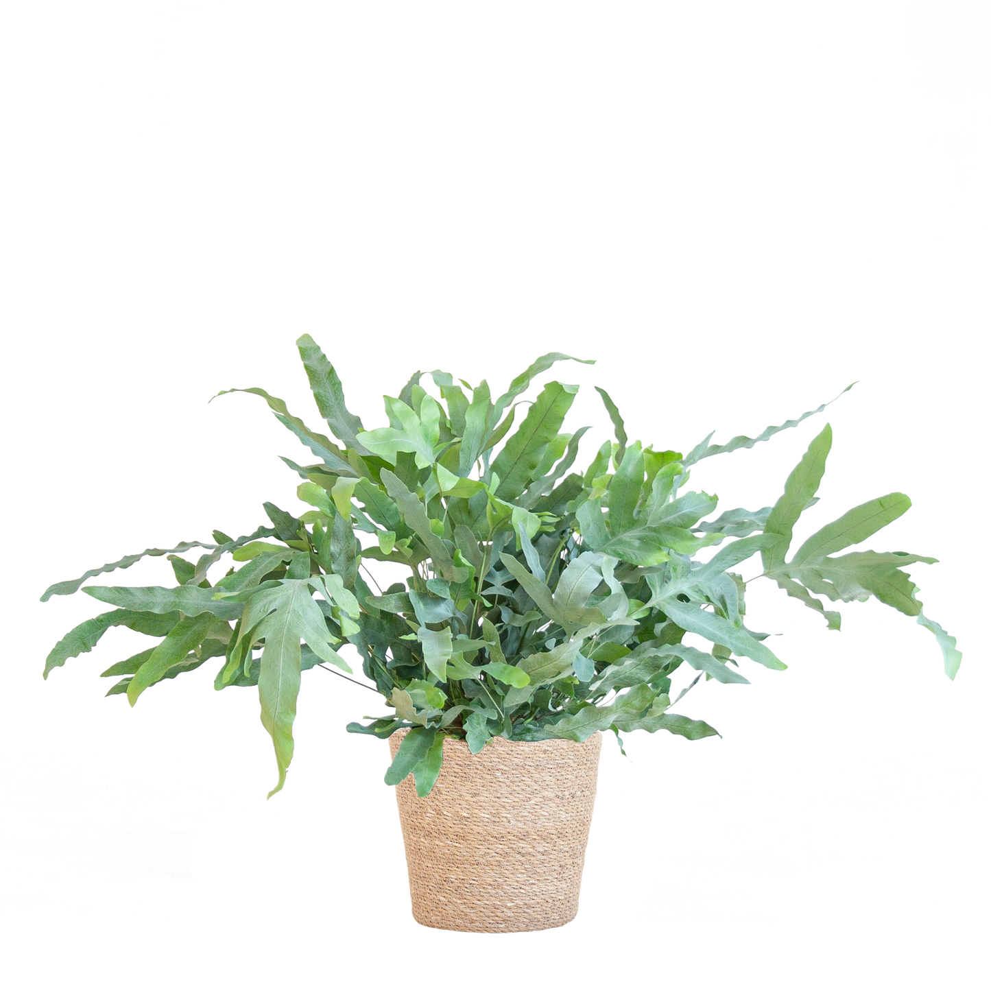 Phlebodium Aureum 'Blue Star' met Mand Sofia naturel - 40cm - Ø17