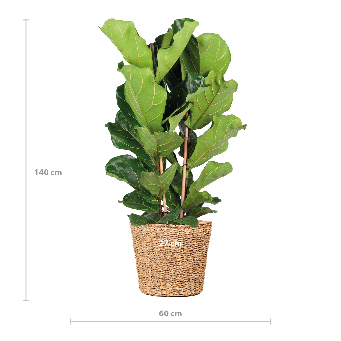 Ficus Lyrata XL met Torun mand - 140cm - Ø27