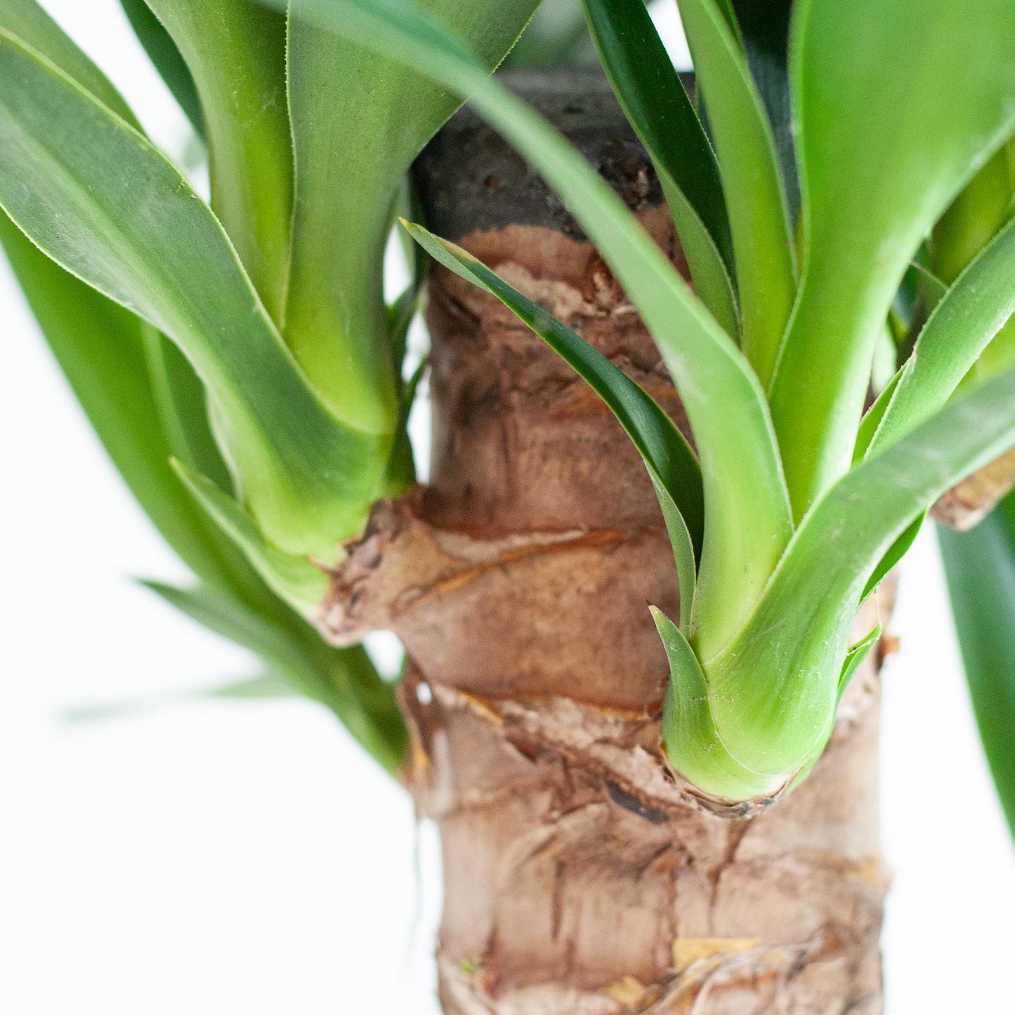 Dracaena Janet Lindt met Viber grijs - 95cm - Ø21