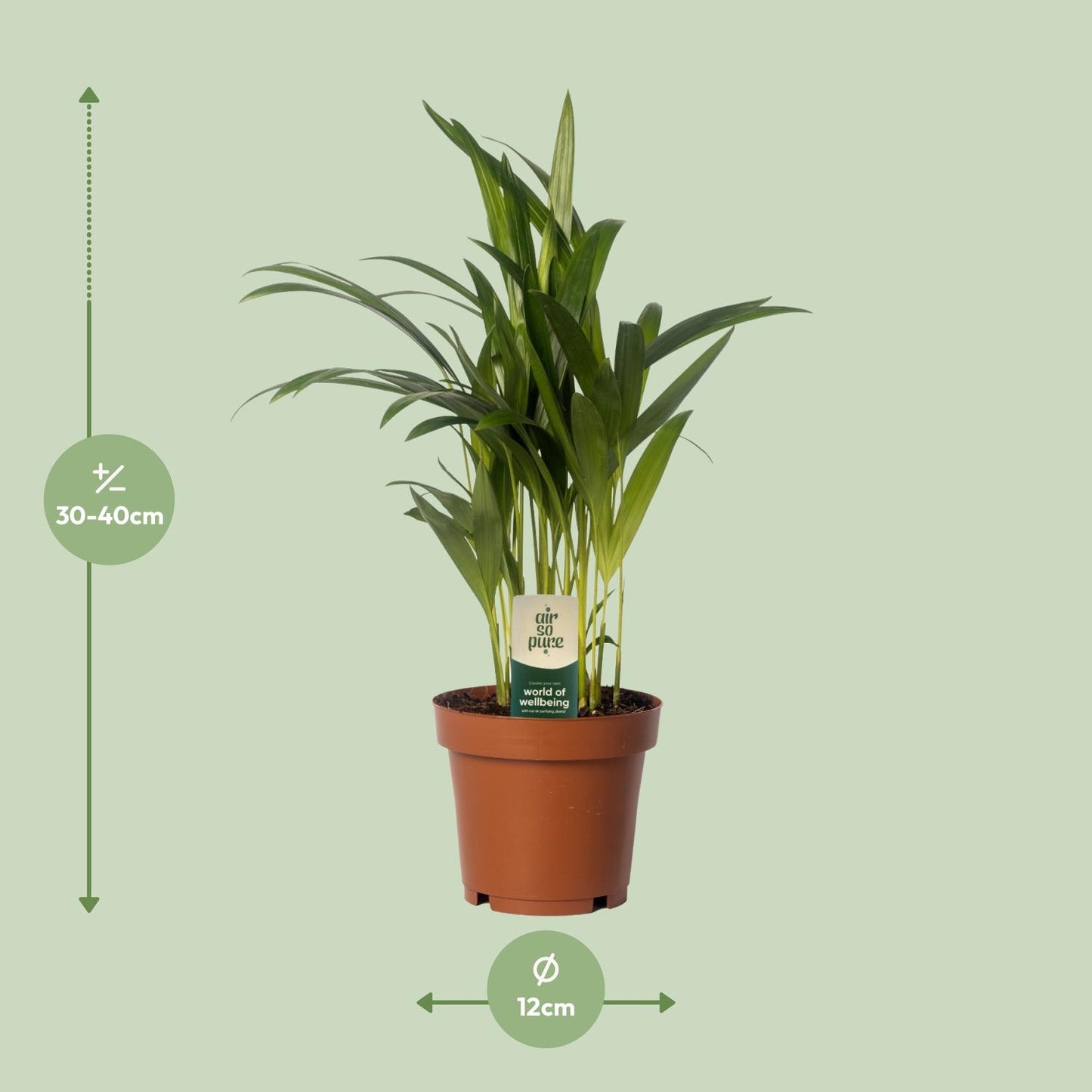 Dypsis Lutescens - Areca - Ø12cm - ↕40cm