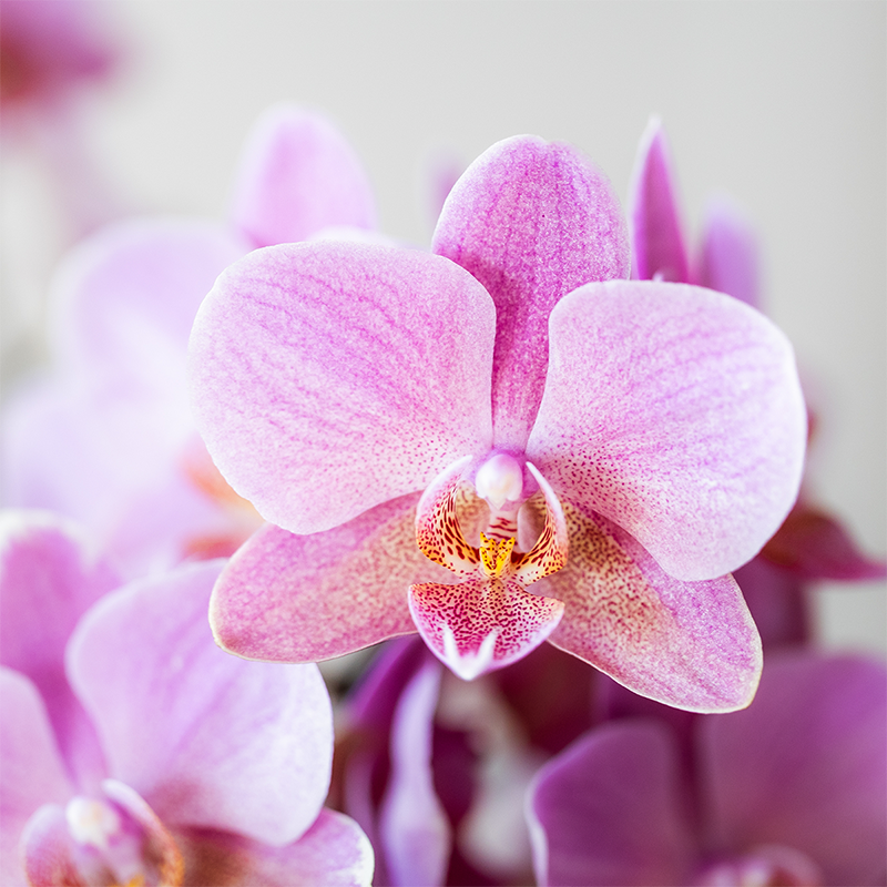Phalaenopsis ‘Treviso’ – Ø9cm – ↕25-35cm COMBI DEAL met 2 planten