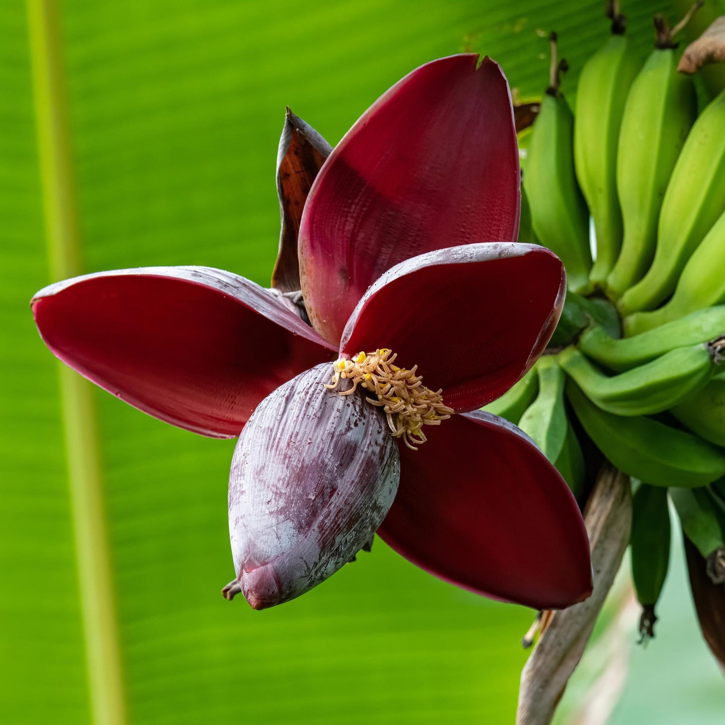 Green boutiQ - Fruitplant - Bananen plant - Musa sikkemensis Red Tiger - Winterhard - 2 planten - Pot 17cm Hoogte 40cm