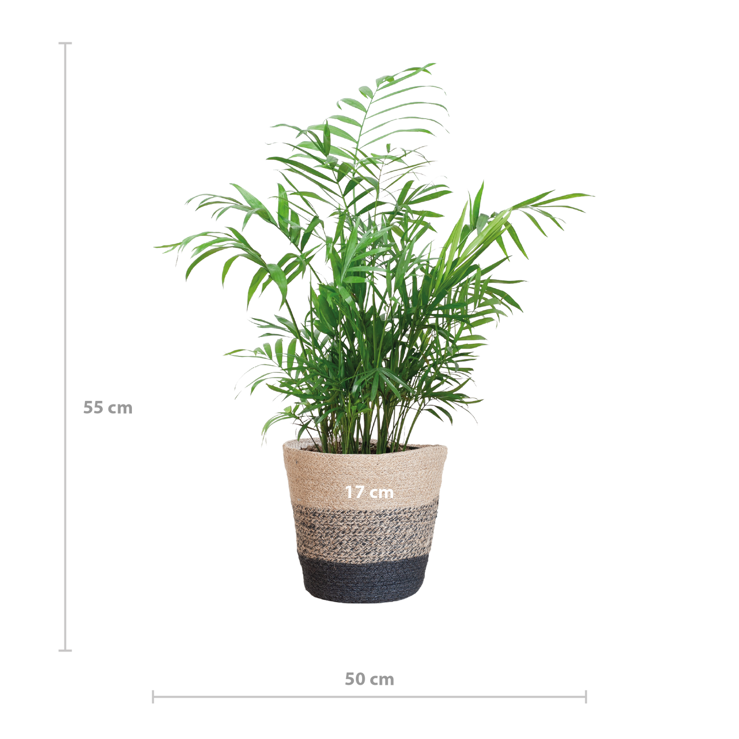 Chamadorea Elegans met Mand Lissabon zwart - 55cm - Ø17