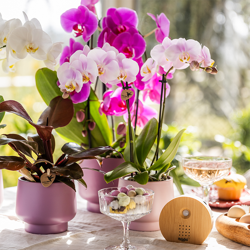 Phalaenopsis ‘Portugal’ – Ø9cm – ↕25-35cm| COMBI DEAL van 2 planten