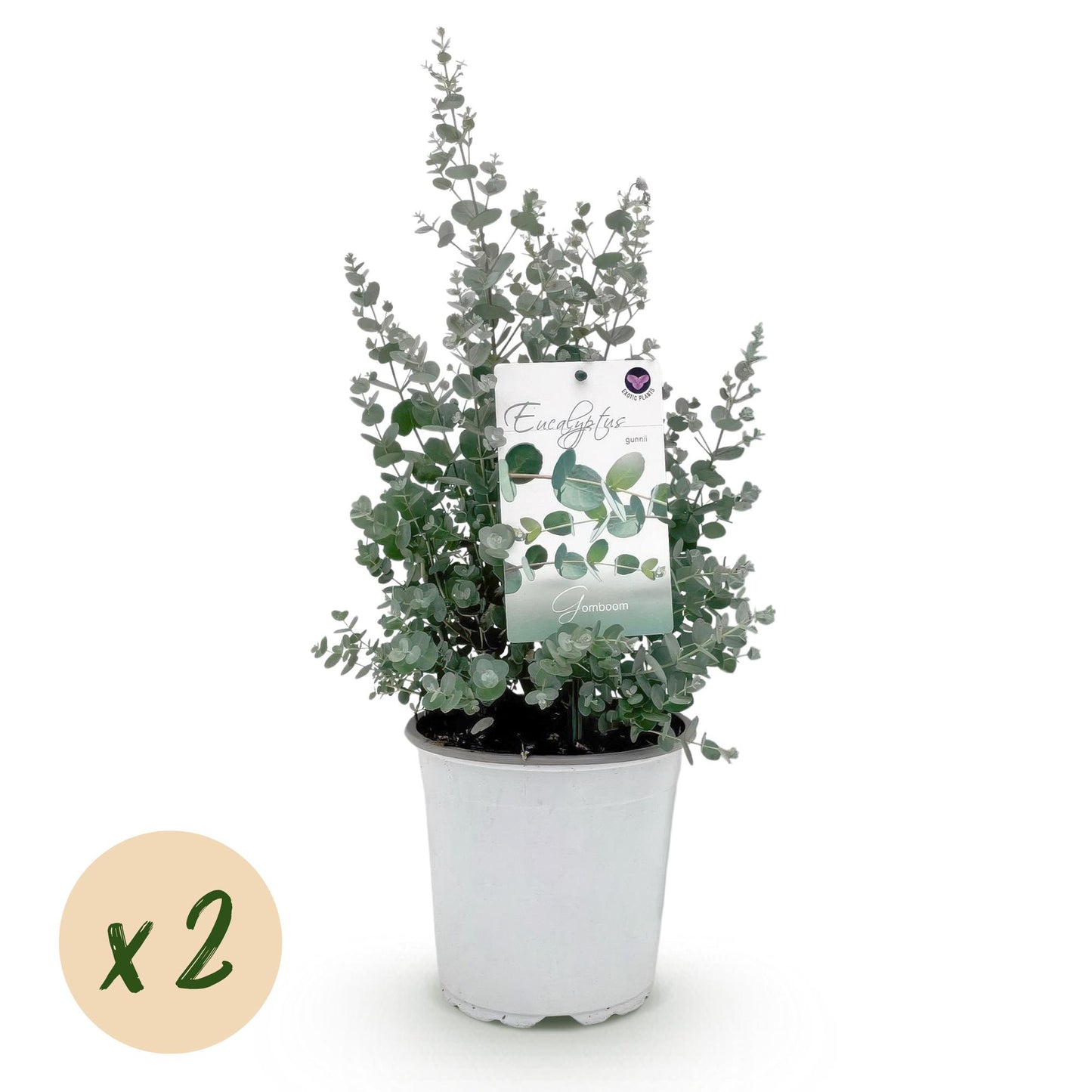 Green boutiQ - Terrasplant - Eucalyptus boom - Eucalyptus gunni - Grijs - 2 Planten - Winterhard - Pot 17cm Hoogte 40cm