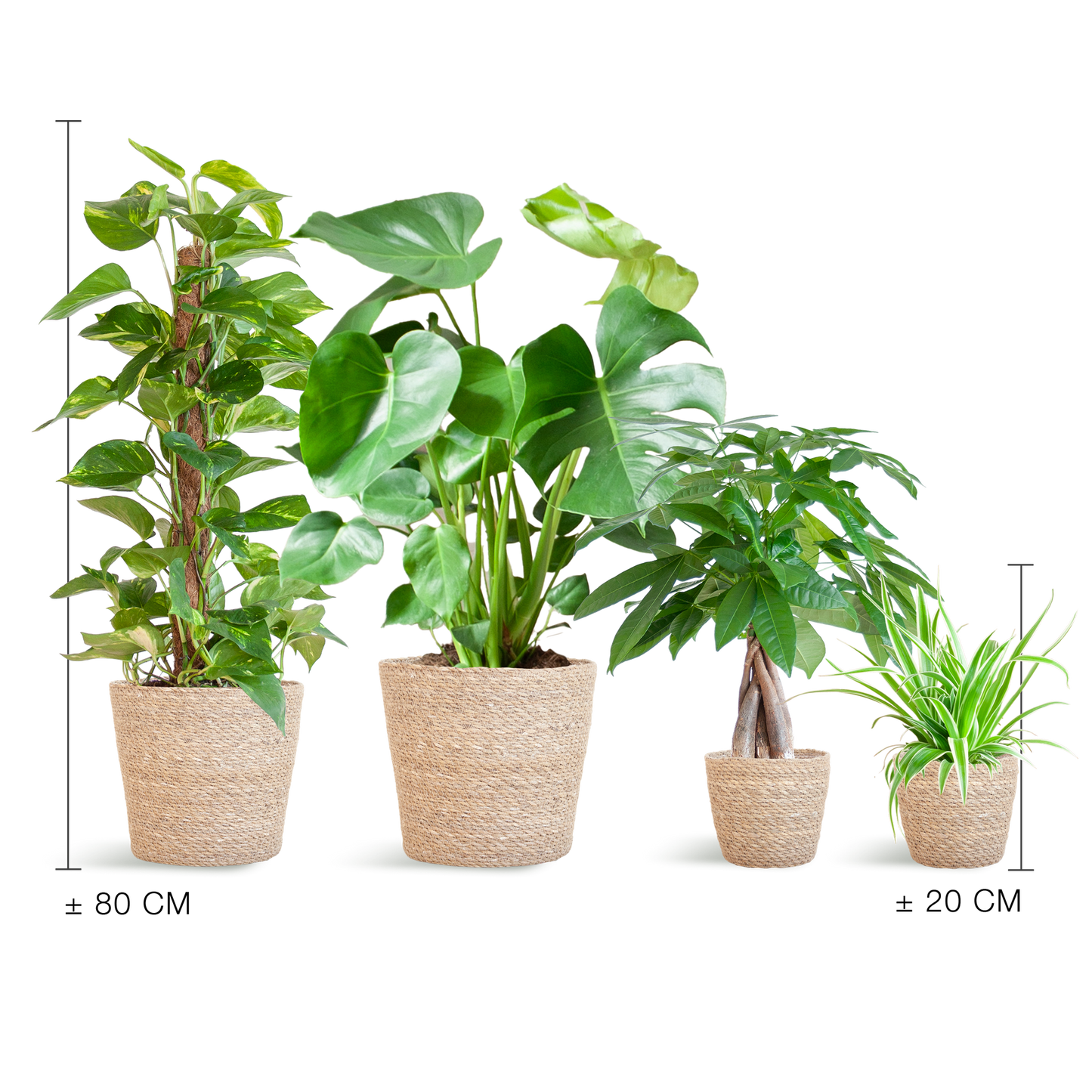 Easy care Plantenbox - medium - met mand Sofia