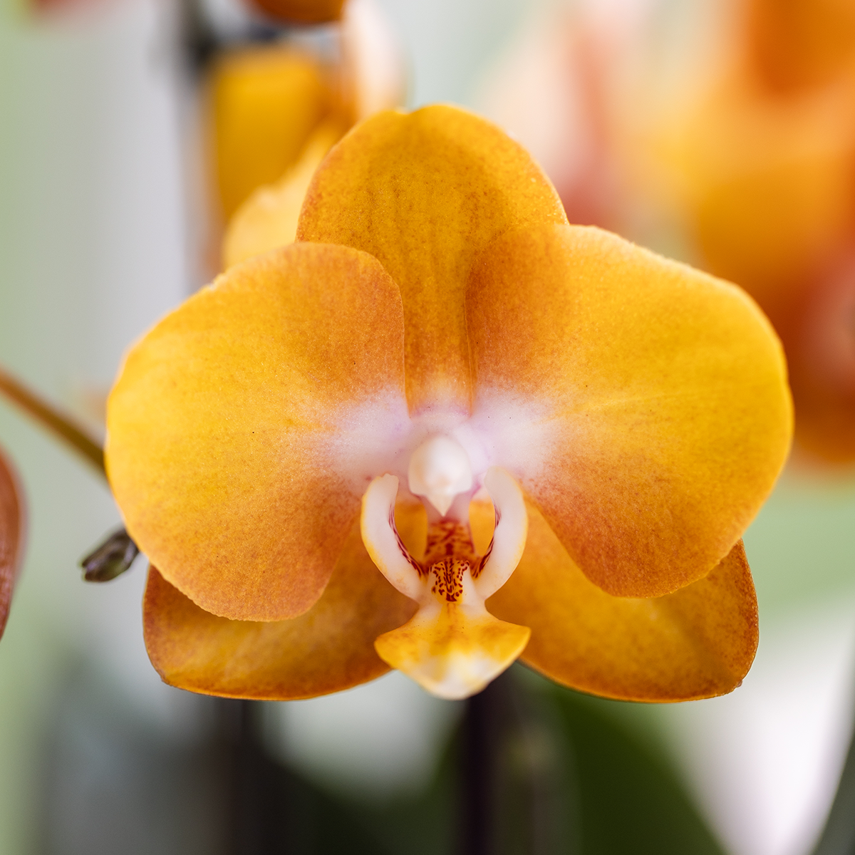 Kolibri Orchids | Oranje gouden orchideeënset in Como dish incl. waterreservoir | drie Oranje Gouden Las Vegas orchideeën 12cm | Mono Bouquet met zelfvoorzienend waterreservoir