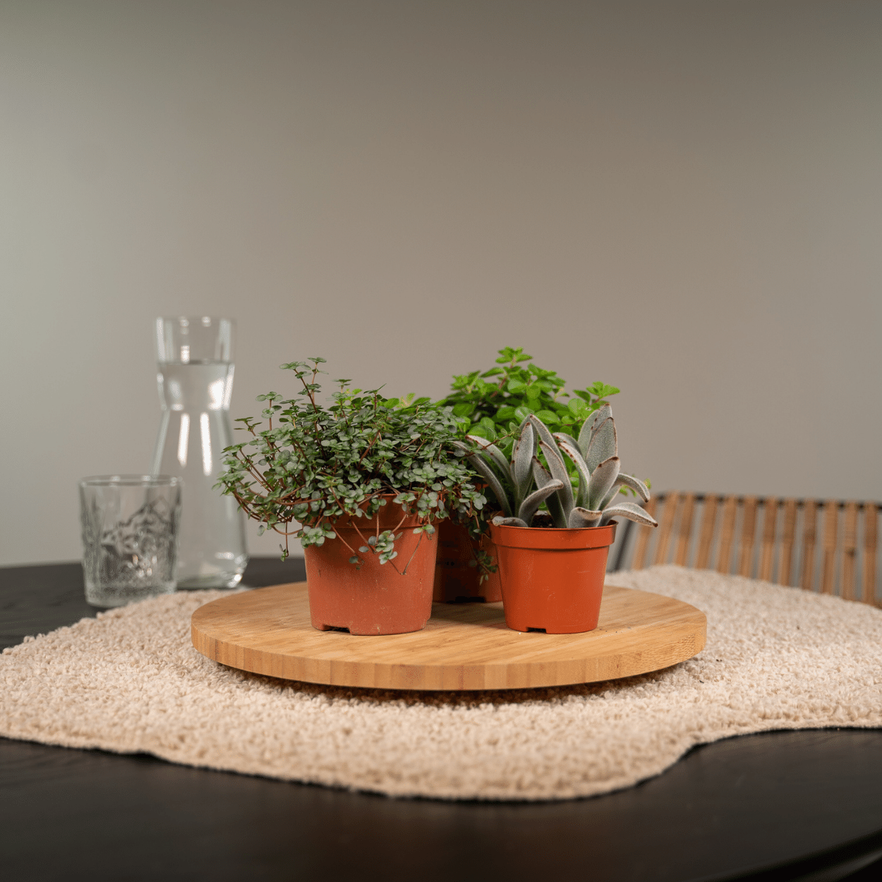 Everspring - Succulenten Mix - 18 stuks - 10 cm - Ø8,5 - 9