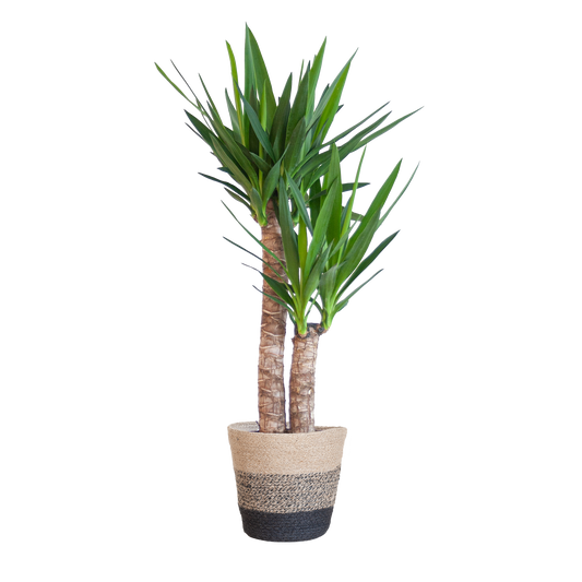 Yucca Elephantipes met Mand Lissabon zwart - 90cm - Ø21
