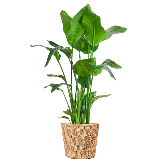 Strelitzia Nicolai XL met Torun mand - 140cm - Ø27
